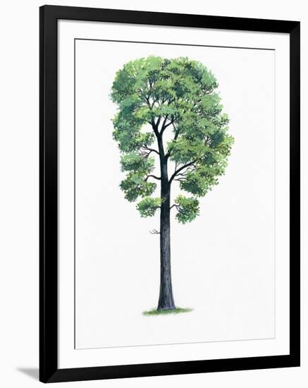 Botany, Trees, Fagaceae, Downy Oak Quercus Pubescens-null-Framed Giclee Print