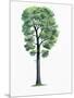 Botany, Trees, Fagaceae, Downy Oak Quercus Pubescens-null-Mounted Giclee Print