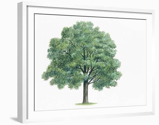 Botany, Trees, Fagaceae, Hungarian Oak Quercus Frainetto-null-Framed Giclee Print