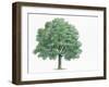 Botany, Trees, Fagaceae, Hungarian Oak Quercus Frainetto-null-Framed Giclee Print