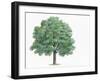 Botany, Trees, Fagaceae, Hungarian Oak Quercus Frainetto-null-Framed Giclee Print