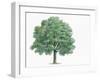 Botany, Trees, Fagaceae, Hungarian Oak Quercus Frainetto-null-Framed Giclee Print