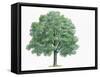 Botany, Trees, Fagaceae, Hungarian Oak Quercus Frainetto-null-Framed Stretched Canvas