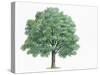 Botany, Trees, Fagaceae, Hungarian Oak Quercus Frainetto-null-Stretched Canvas