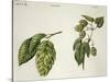 Botany, Trees, Immature Fruits of Hop Hornbeam Ostrya Carpinifolia and Common Hops Humulus Lupulus-null-Stretched Canvas