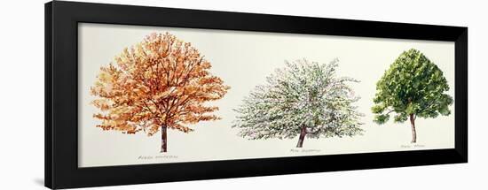 Botany, Trees, Italian Maple Acer Opalus, Wild Apple Malus Sylvestris, Field Maple Acer Campestre-null-Framed Giclee Print