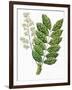 Botany, Trees, Meliaceae, Leaves and Flowers of Sapele Entandrophragma Cylindricum-null-Framed Giclee Print