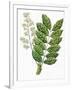 Botany, Trees, Meliaceae, Leaves and Flowers of Sapele Entandrophragma Cylindricum-null-Framed Giclee Print