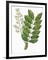 Botany, Trees, Meliaceae, Leaves and Flowers of Sapele Entandrophragma Cylindricum-null-Framed Giclee Print