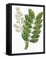 Botany, Trees, Meliaceae, Leaves and Flowers of Sapele Entandrophragma Cylindricum-null-Framed Stretched Canvas