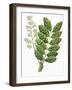 Botany, Trees, Meliaceae, Leaves and Flowers of Sapele Entandrophragma Cylindricum-null-Framed Giclee Print