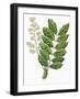 Botany, Trees, Meliaceae, Leaves and Flowers of Sapele Entandrophragma Cylindricum-null-Framed Giclee Print