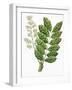 Botany, Trees, Meliaceae, Leaves and Flowers of Sapele Entandrophragma Cylindricum-null-Framed Giclee Print