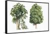 Botany, Trees, Northern Rata Metrosideros Robusta and Totara Podocarpus Totara-null-Framed Stretched Canvas