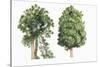 Botany, Trees, Northern Rata Metrosideros Robusta and Totara Podocarpus Totara-null-Stretched Canvas