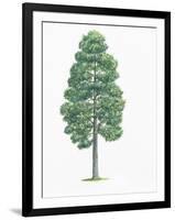 Botany, Trees, Pinaceae, European Black Pine Pinus Nigra-null-Framed Giclee Print