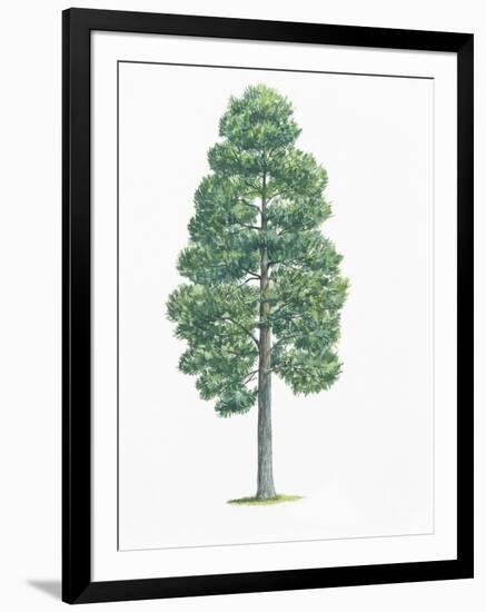 Botany, Trees, Pinaceae, European Black Pine Pinus Nigra-null-Framed Giclee Print