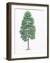 Botany, Trees, Pinaceae, European Black Pine Pinus Nigra-null-Framed Giclee Print