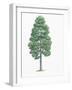 Botany, Trees, Pinaceae, European Black Pine Pinus Nigra-null-Framed Giclee Print