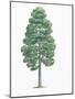 Botany, Trees, Pinaceae, European Black Pine Pinus Nigra-null-Mounted Giclee Print