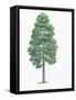 Botany, Trees, Pinaceae, European Black Pine Pinus Nigra-null-Framed Stretched Canvas