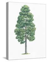 Botany, Trees, Pinaceae, European Black Pine Pinus Nigra-null-Stretched Canvas
