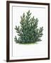 Botany, Trees, Pinaceae, Mountain Pine Pinus Mugo-null-Framed Giclee Print