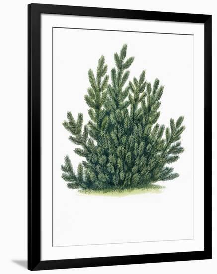 Botany, Trees, Pinaceae, Mountain Pine Pinus Mugo-null-Framed Giclee Print