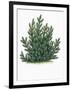 Botany, Trees, Pinaceae, Mountain Pine Pinus Mugo-null-Framed Giclee Print