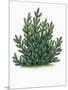 Botany, Trees, Pinaceae, Mountain Pine Pinus Mugo-null-Mounted Giclee Print