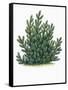 Botany, Trees, Pinaceae, Mountain Pine Pinus Mugo-null-Framed Stretched Canvas