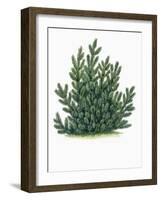 Botany, Trees, Pinaceae, Mountain Pine Pinus Mugo-null-Framed Giclee Print