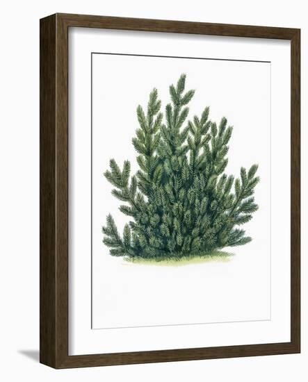 Botany, Trees, Pinaceae, Mountain Pine Pinus Mugo-null-Framed Giclee Print