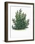 Botany, Trees, Pinaceae, Mountain Pine Pinus Mugo-null-Framed Giclee Print