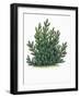 Botany, Trees, Pinaceae, Mountain Pine Pinus Mugo-null-Framed Giclee Print