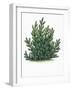 Botany, Trees, Pinaceae, Mountain Pine Pinus Mugo-null-Framed Giclee Print
