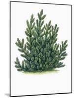 Botany, Trees, Pinaceae, Mountain Pine Pinus Mugo-null-Mounted Giclee Print