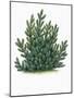 Botany, Trees, Pinaceae, Mountain Pine Pinus Mugo-null-Mounted Giclee Print