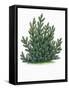 Botany, Trees, Pinaceae, Mountain Pine Pinus Mugo-null-Framed Stretched Canvas