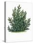 Botany, Trees, Pinaceae, Mountain Pine Pinus Mugo-null-Stretched Canvas