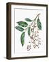 Botany, Trees, Rosaceae, Leaves and Fruits of Portugal Laurel Prunus Lusitanica-null-Framed Giclee Print