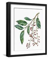 Botany, Trees, Rosaceae, Leaves and Fruits of Portugal Laurel Prunus Lusitanica-null-Framed Giclee Print