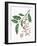 Botany, Trees, Rosaceae, Leaves and Fruits of Portugal Laurel Prunus Lusitanica-null-Framed Giclee Print