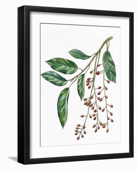 Botany, Trees, Rosaceae, Leaves and Fruits of Portugal Laurel Prunus Lusitanica-null-Framed Giclee Print