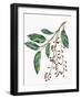 Botany, Trees, Rosaceae, Leaves and Fruits of Portugal Laurel Prunus Lusitanica-null-Framed Giclee Print