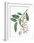 Botany, Trees, Rosaceae, Leaves and Fruits of Portugal Laurel Prunus Lusitanica-null-Framed Giclee Print