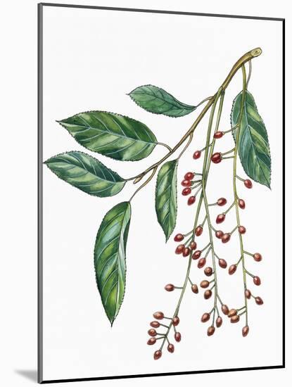Botany, Trees, Rosaceae, Leaves and Fruits of Portugal Laurel Prunus Lusitanica-null-Mounted Giclee Print