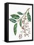 Botany, Trees, Rosaceae, Leaves and Fruits of Portugal Laurel Prunus Lusitanica-null-Framed Stretched Canvas