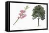 Botany, Trees, Rosaceae, Peach Prunus Persica and Branch with Flowers-null-Framed Stretched Canvas