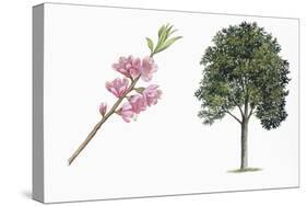 Botany, Trees, Rosaceae, Peach Prunus Persica and Branch with Flowers-null-Stretched Canvas